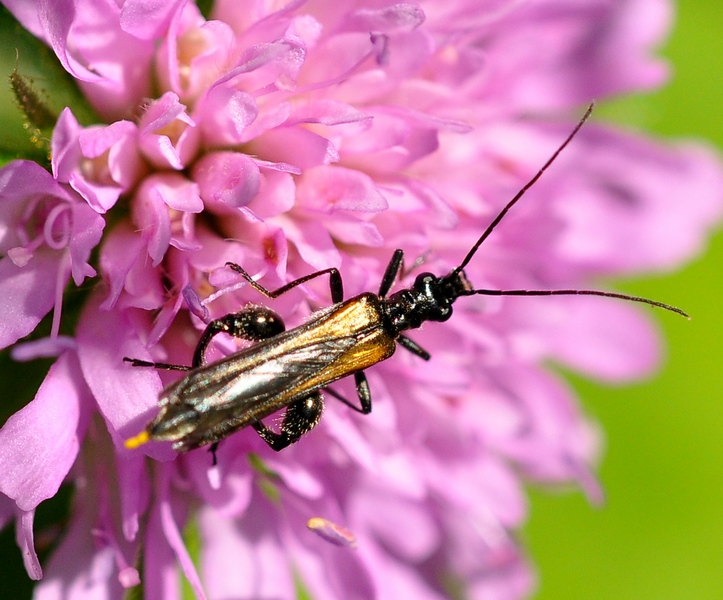 Coleoptera Oedemeridae